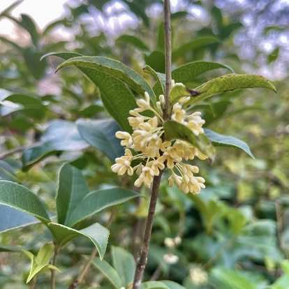 ดอกไม้สีขาวบานในสวนของรีสอร์ต